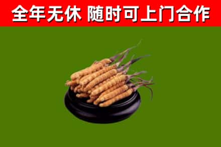巍山烟酒回收冬虫夏草.jpg